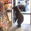 Convienient Store Bear