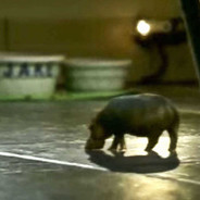 ✪ Canada "JevyJev" Eh