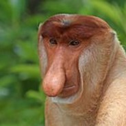 Monky