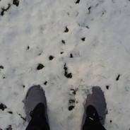 我是张千惠的狗