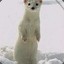 WhiteWeasel