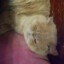 加菲个猫咪