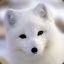 WinterFox