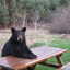 RAGE_BEAR