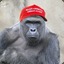 Harambe