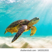 Pictures of Turtles