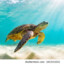 Pictures of Turtles