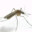 Mosquito