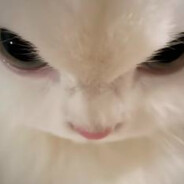 send cat pics