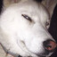 Looong Dog