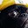Pug of Judgement