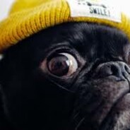 Pug of Judgement