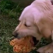 Spaghetti Doggo