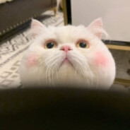 是凯尔希哒