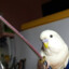 PikabuVoin