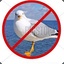 No Seagulls