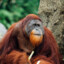 Orangutan