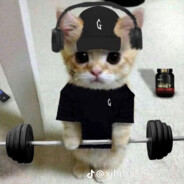 GYM CAT