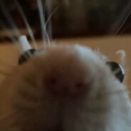 Chipthunk