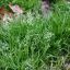 Tall Duck Weeds