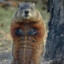 Woodchuck