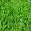 M4G3ST1C grass