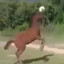 Robison Cavalo