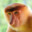 Proboscis Monkey