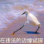 龙骑士尹志平