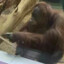 Pointing Orangutan