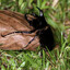 a chalcosoma beetle