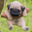 Puggy