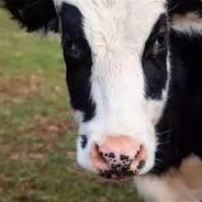 母牛王★★★★★