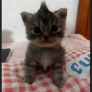 boieru