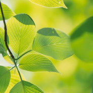 她与风皆留不住