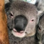 Koala Paul
