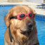 Dog Wearing Goggles