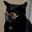 Gato poliglota