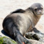 MonkSeal