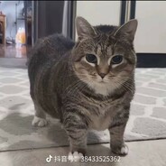 旋转小猫飞起来
