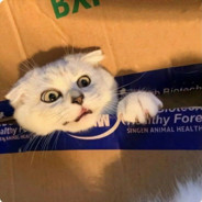 小猫咪能有什么坏心眼