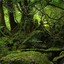 Wild Green Forest