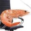 shrimp