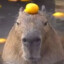 Capybara