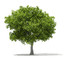 Fagus