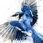 Blue_Jay