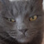 Meow Meow