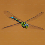 dragonfly69