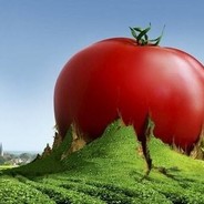 巨大的番茄