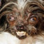 helmutt